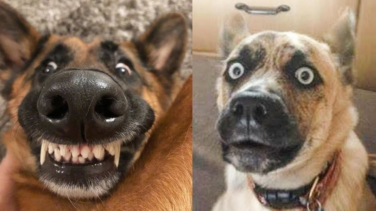 😂🐶 Вы не поверите этим невероятным собачьим неудачам! 😂🐕 Обязательно посмотрите!