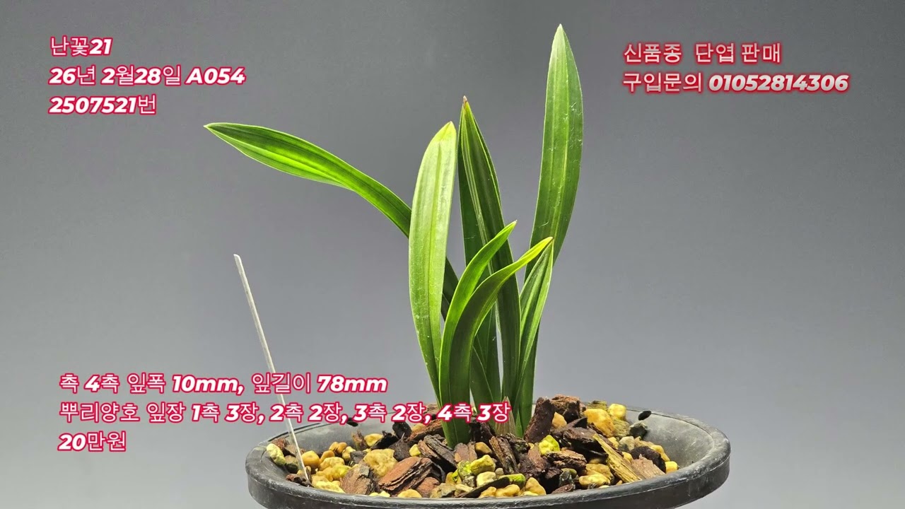 춘란 신품종 단엽 판매 A05426년 2월28일 A054