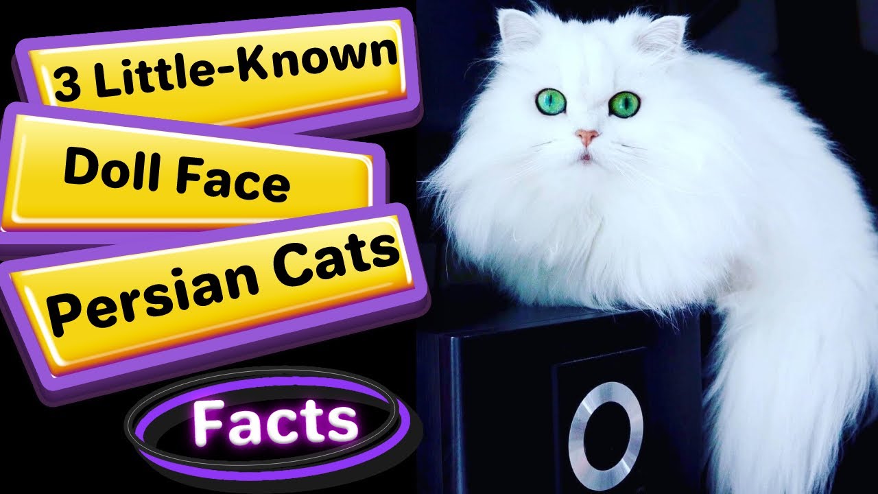 3 Little Known Facts About Doll Face Persian Cats