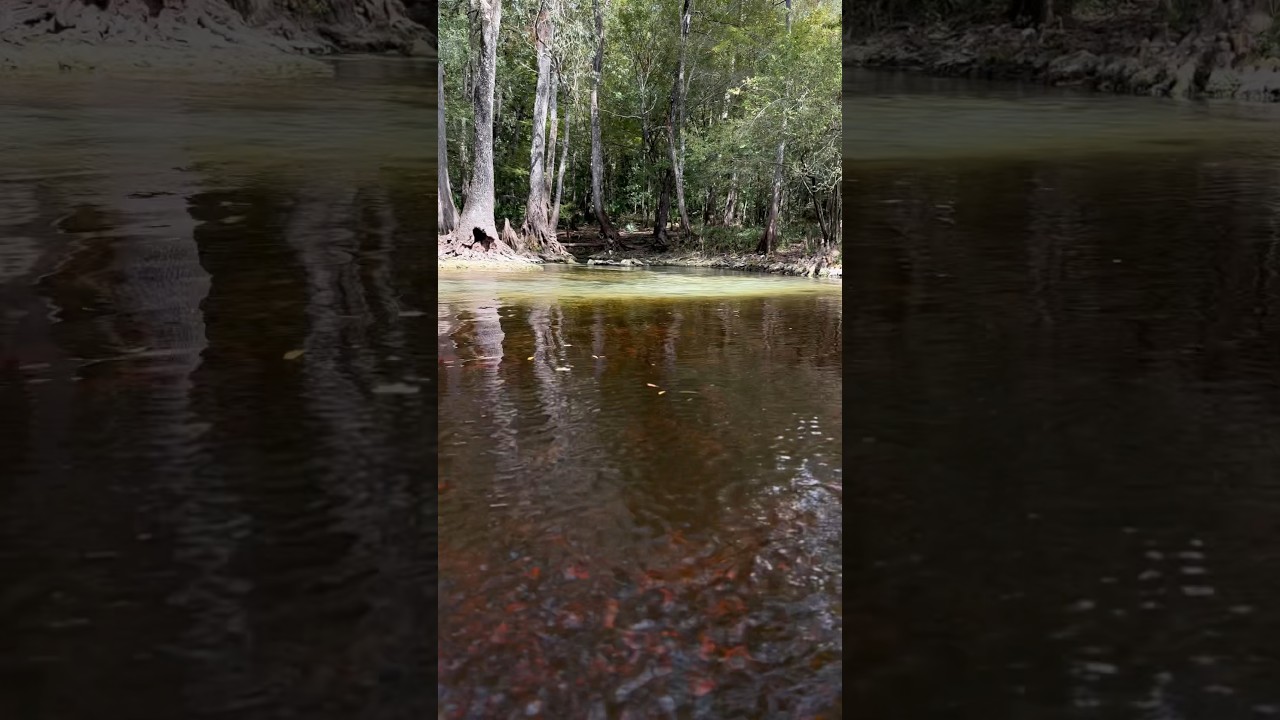 The Santa Fe River near High Springs Florida is Shallow and Clear in Low Rains | Kayak Tour