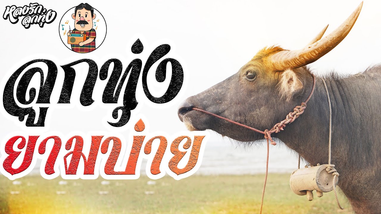 📌ลูกทุ่งยามบ่าย {ผู้แพ้รัก,มีเมียเด็ก}