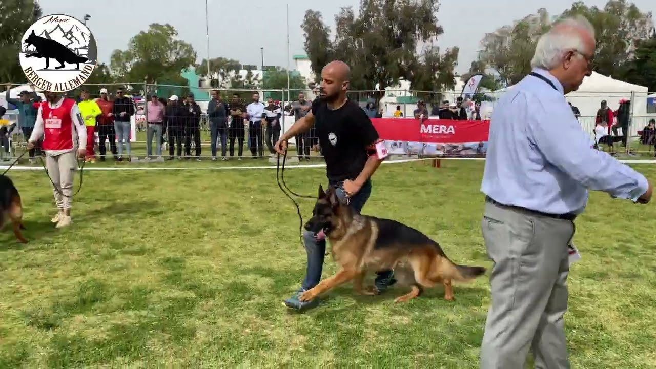 l'EXPOSITION CANINE INTERNATIONALEMULTI-RACES DU MAROC 2022 CLASSE TRAVAIL MALE
