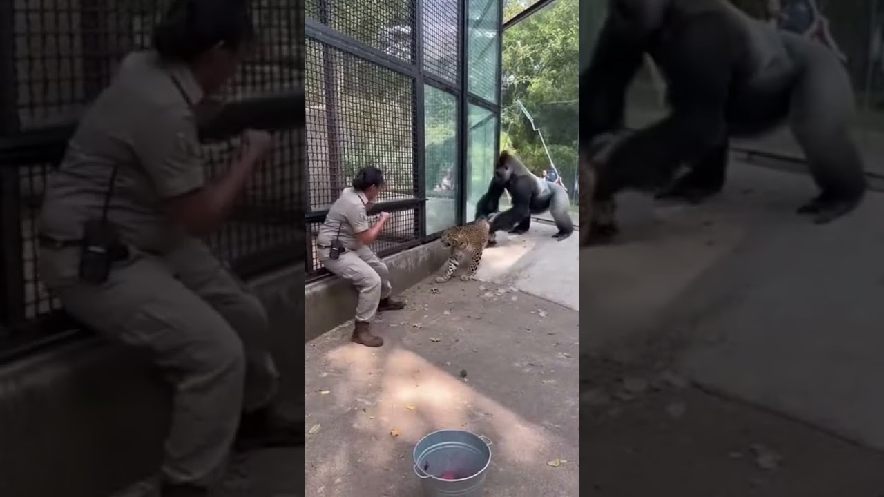 Zookeeper was seconds from death - Gorilla step in🦍