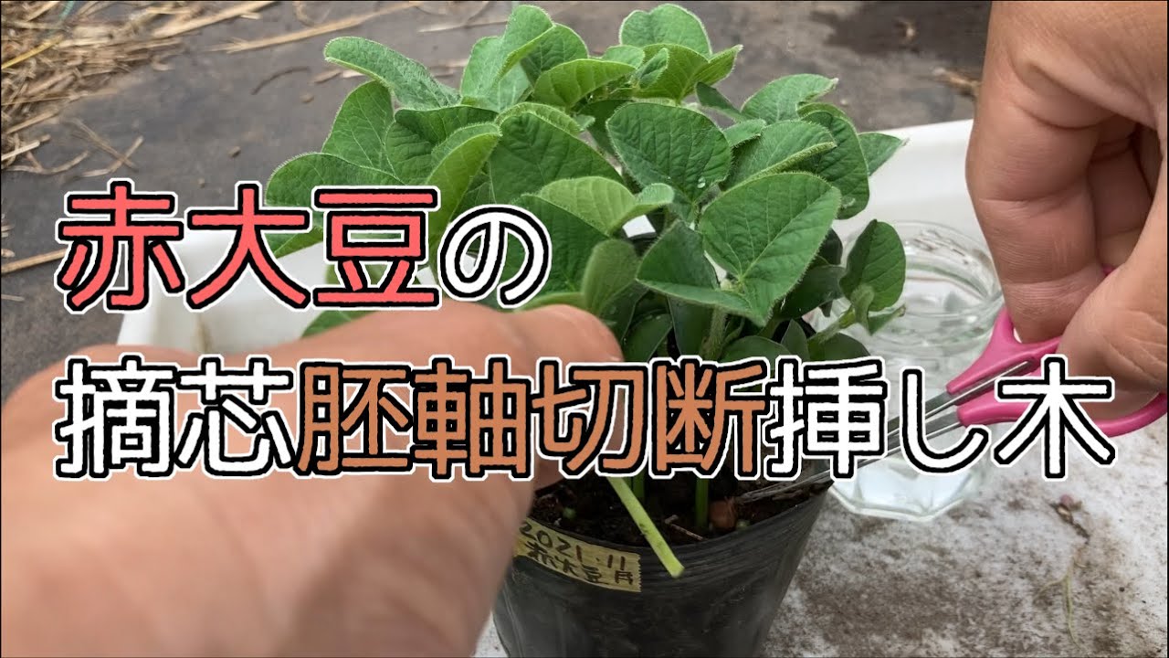 【自然農で営農を目指す】#56 赤大豆の摘芯胚軸切断挿し木