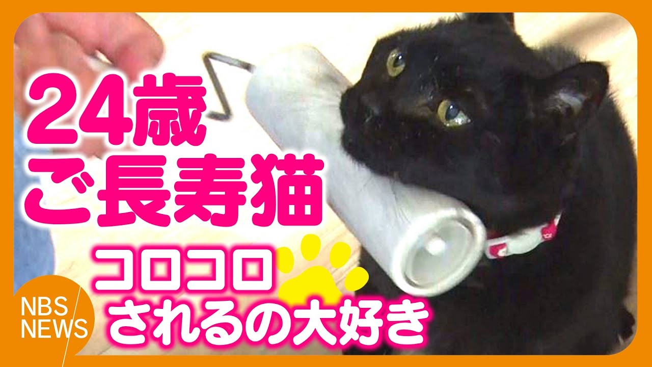 24歳ご長寿猫　粘着クリーナーでコロコロしてもらうのがお気に入り