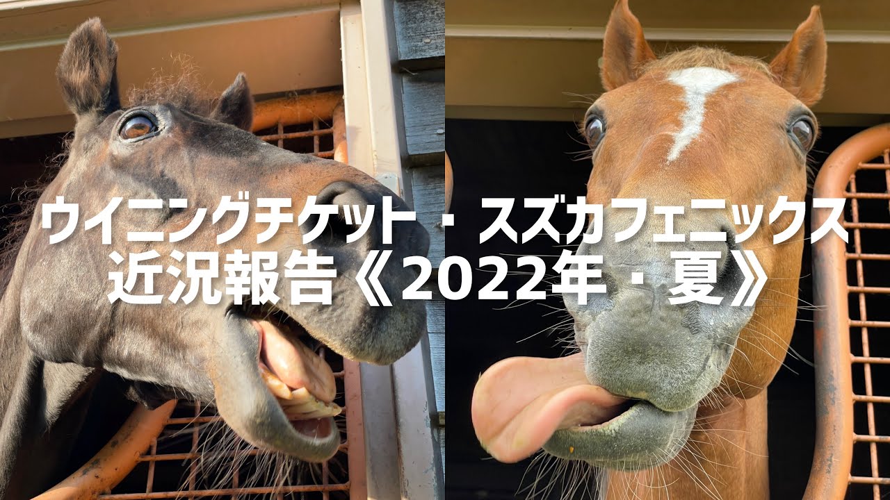ウイニングチケット・スズカフェニックス近況報告《2022年・夏》