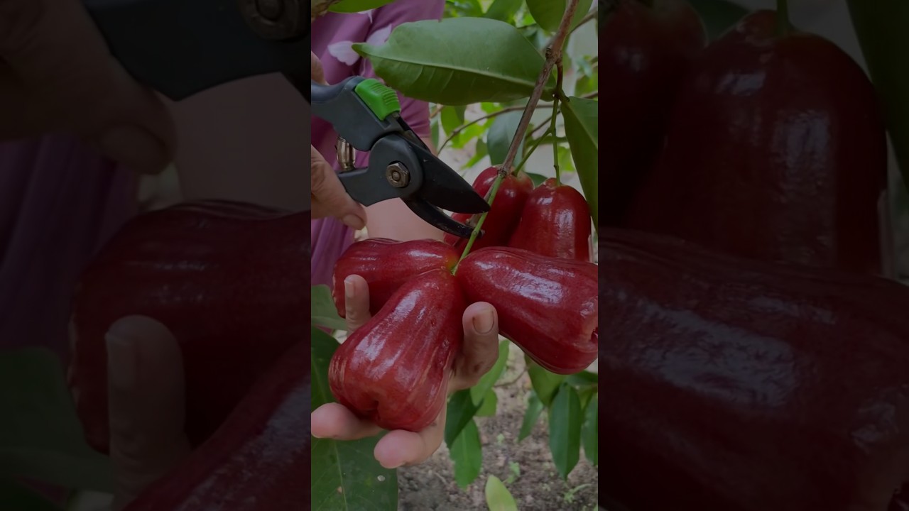 Jambu air citra ukuran besar rasa manis #jambucitra #jambuaircitra