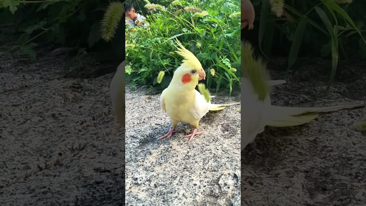 Cockatiel（Nymphicus hollandicus@Happy_parrots&nbsp; #pet#parrot #birds #animals #parrots#cacatuidae#cute