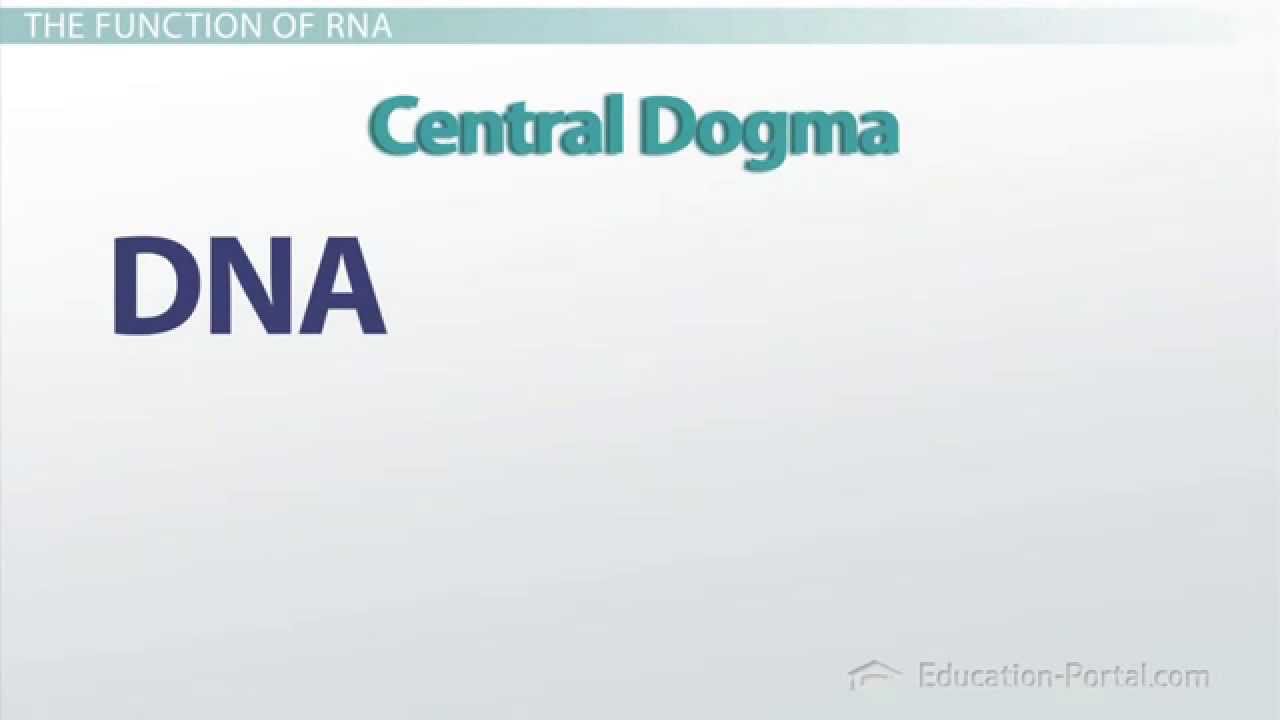 Differences Between RNA and DNA & Types of RNA