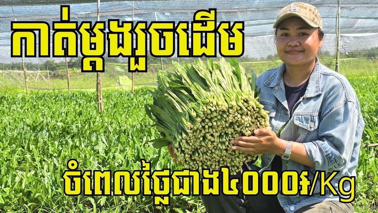 ដាំជីរណា២០អារ ចាយទុន១០លាន៛ បើចំពេលថ្លៃកាត់លក់លើកទី១រួចដើម សល់៤ដងទៀត ចំណេញ បើចំពេលថោករួចតែថ្លៃកម្មករ