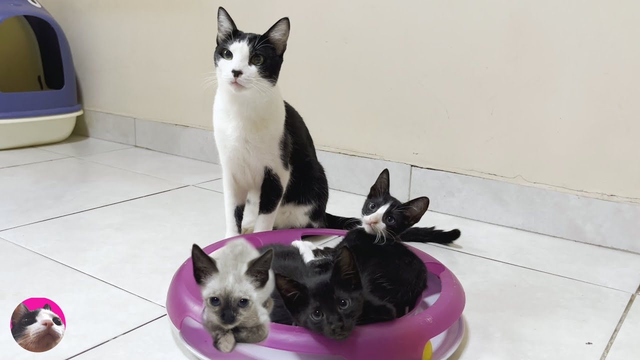 Му, большая кошка, с любопытством наблюдает за появлением нового котенка.