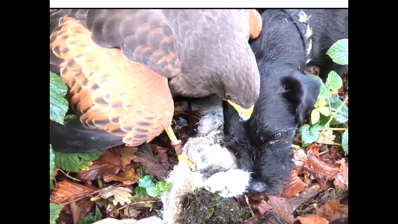 HOW I TRAINED MY HARRIS HAWK
