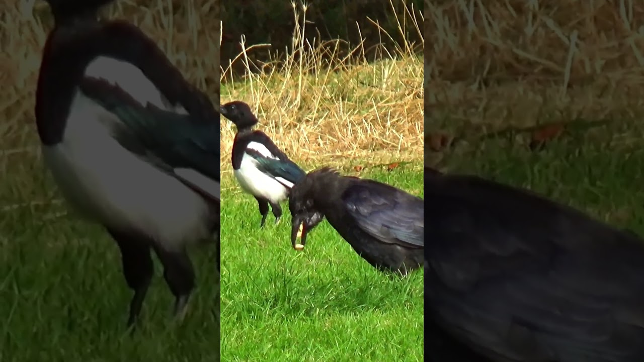 Moulting Crow Can Still Talk With a Mouthful / Park Crows 4K