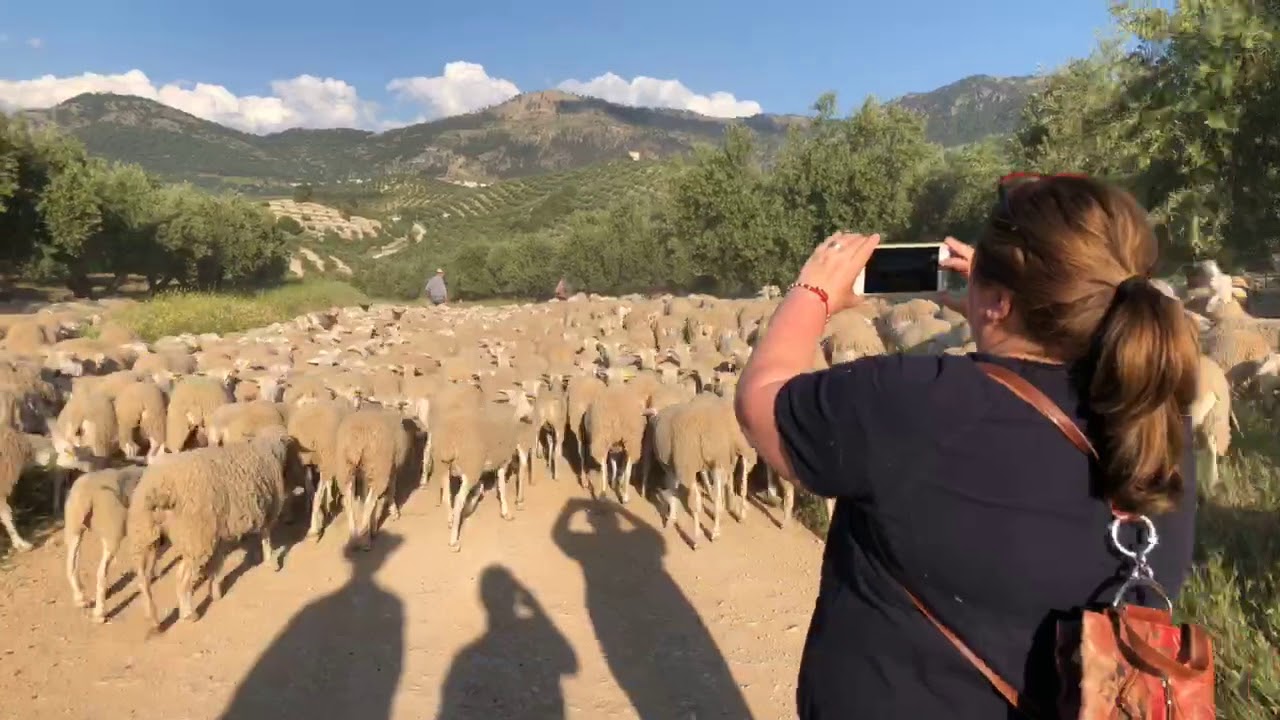 paso de las ovejas por Burunchel,  transhumancia 2018