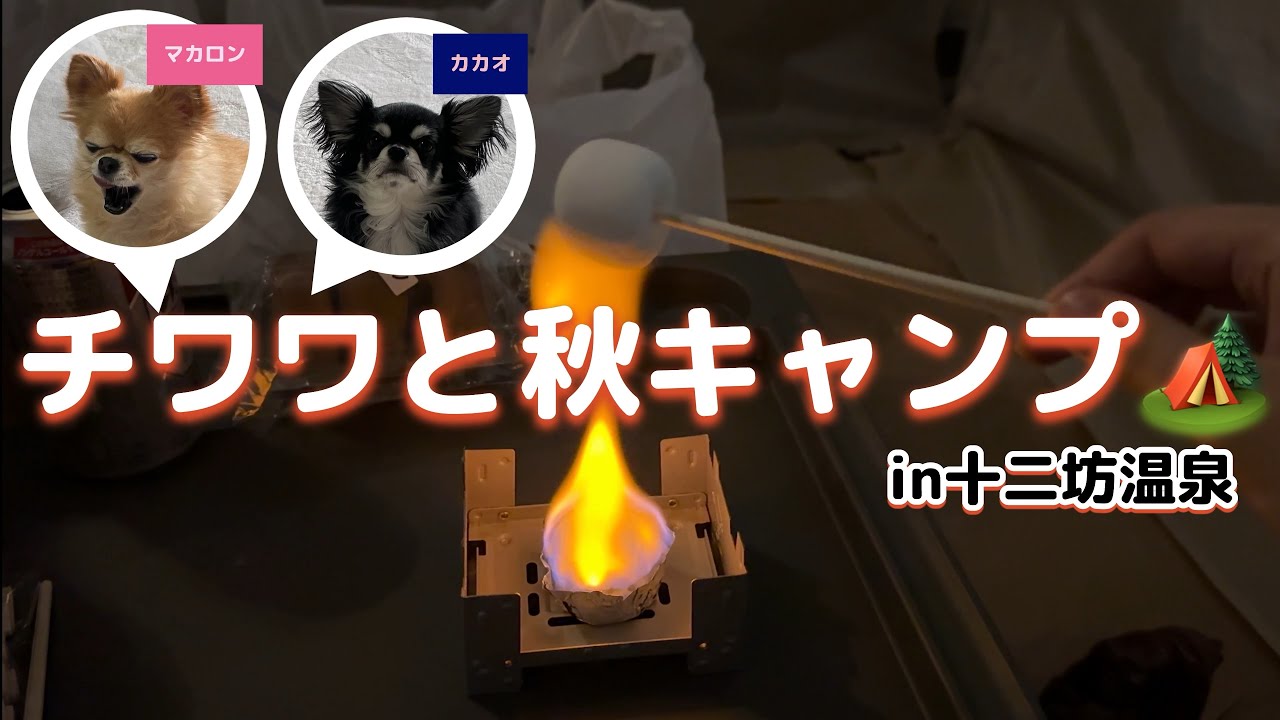 【滋賀十二坊】知ってる？犬と行けるキャンプ場🔥【温泉♨️】