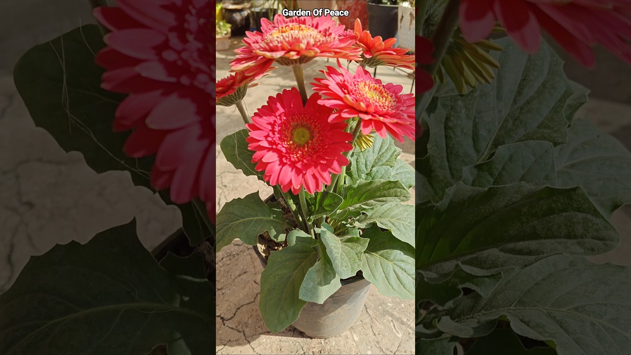 Repotting Gerbera Daisy 🌸 