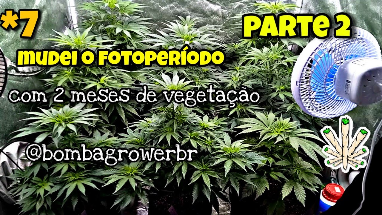 Mudei o fotoper&iacute;odo com 2 meses de vegeta&ccedil;&atilde;o #bombagrower