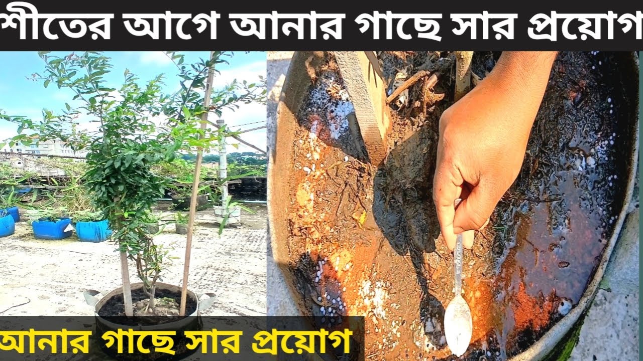 আনার গাছের পরিচর্যা ও সার প্রয়োগ পদ্ধতি।আনার, ডালিম,বেদানা।