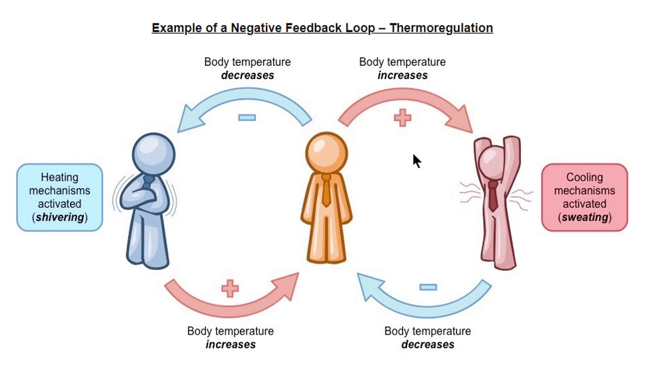 Negative Feedback -  Thermoregulation