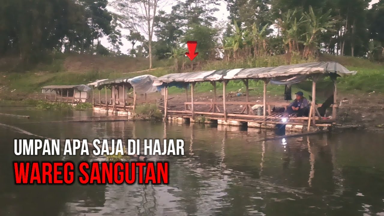 IKAN di sini tidak pilih pilih UMPAN || CONTTONBUD LUMUT CACING semua di MAKAN