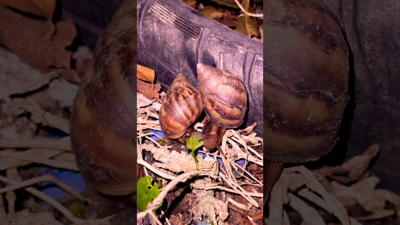 Look 👀 , Snail eating food 🥹😭😭