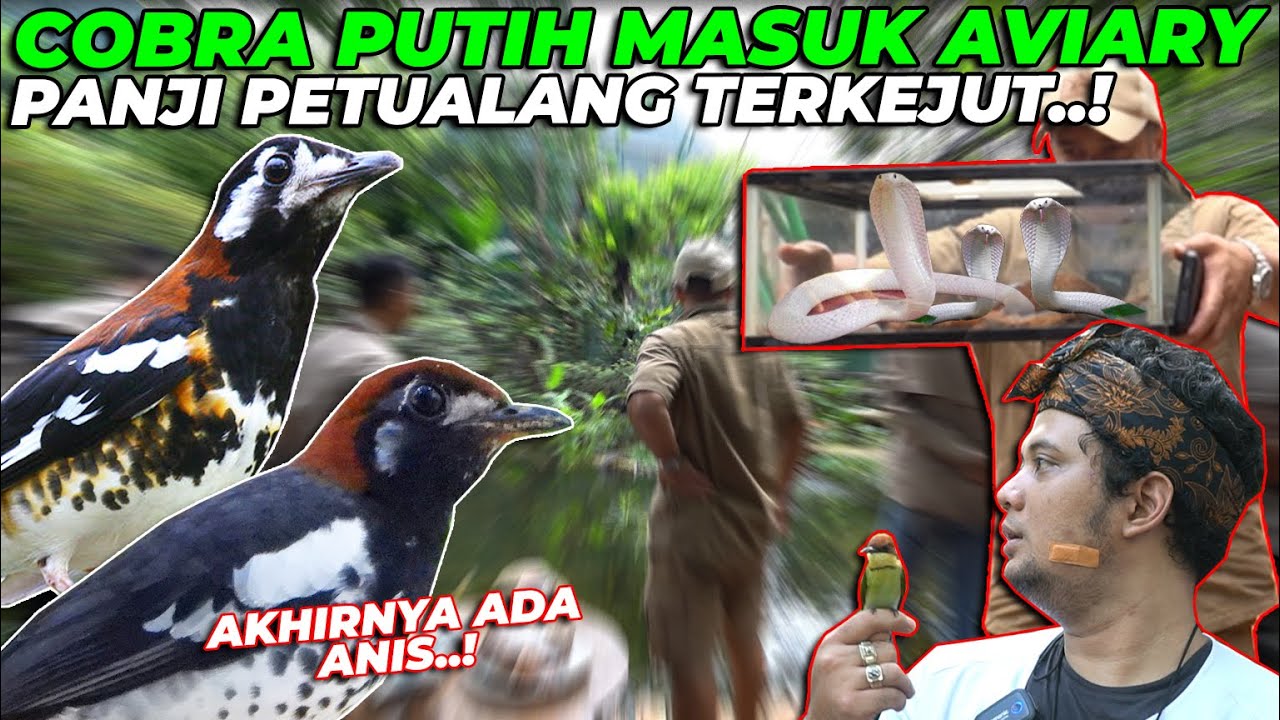 PERTAMA...! ANIS KEMBANG, ANIS MACAN KESUKAAN PANJI PETUALANG LANGSUNG GACOR BANGET...!!