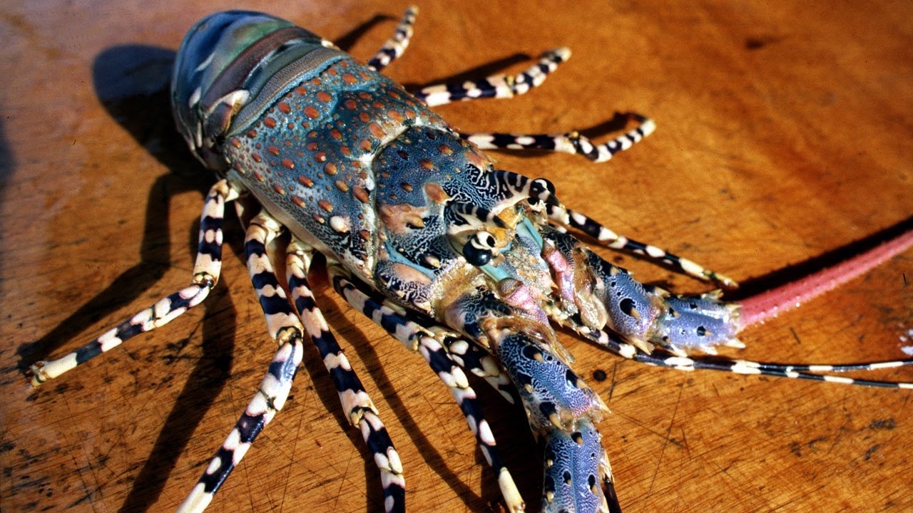 Indonesia Street Food - RAINBOW LOBSTER Grilled with Yellow and Black Sauce at Fish Market