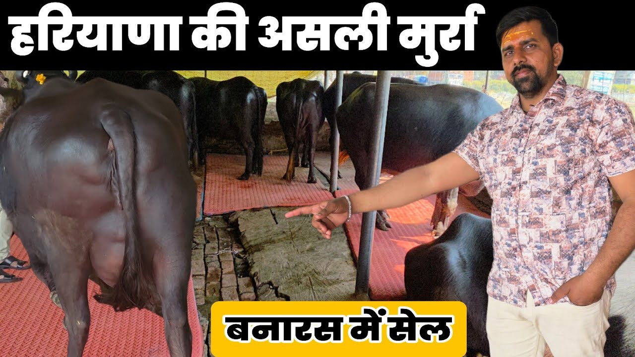 Murra Buffalo Sale: A Journey into Banaras' Unique Livestock Market