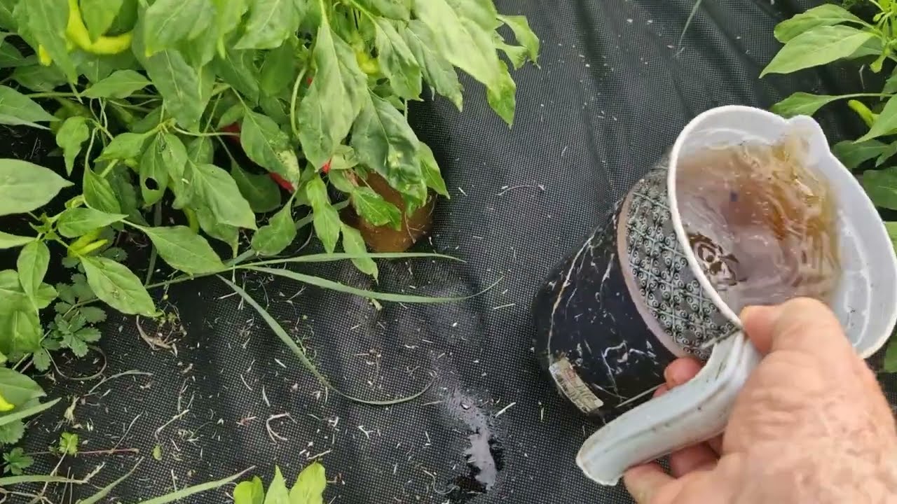 Završna avgustovska prihrana za brže i ravnomjernije dozrijevanje paprika