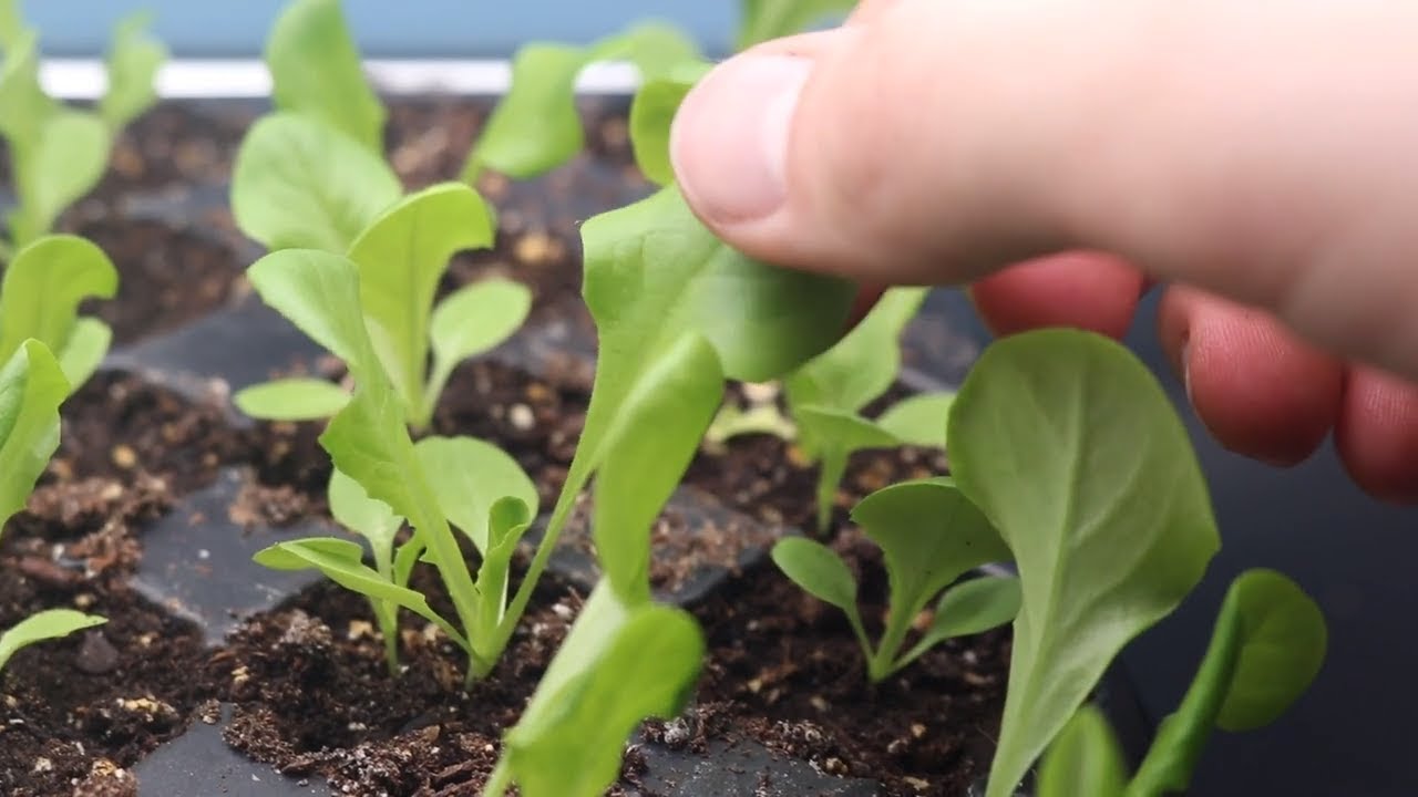 Как вырастить салат из семян в помещении и собрать урожай за месяц! | LucasGrowsBest