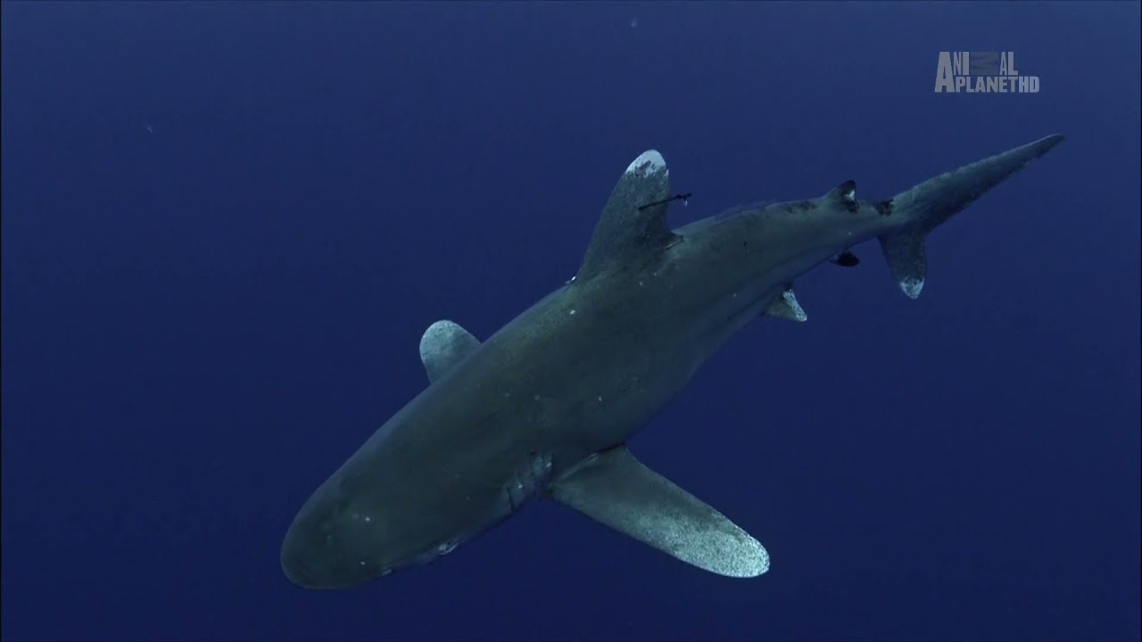 Длиннокрылые акулы (Carcharhinus longimanus) &mdash; биология, питание и местах обитания.