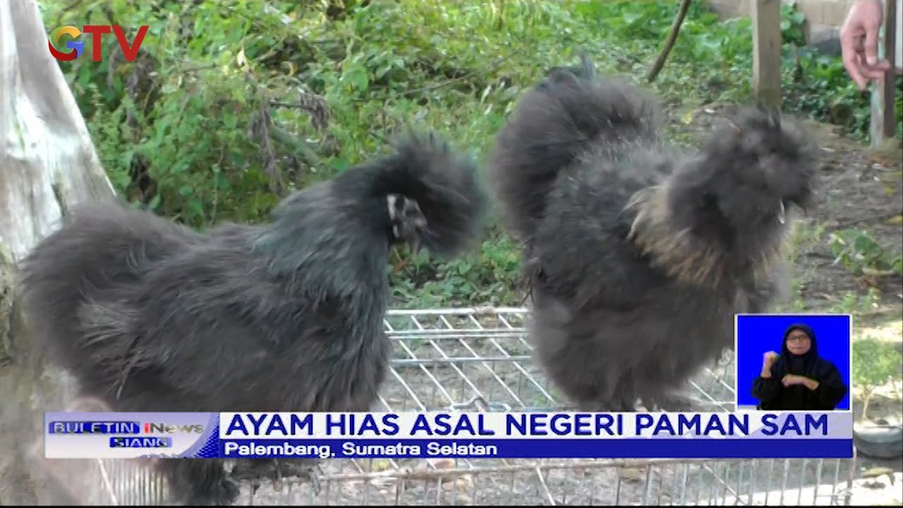 Ayam American Silkie, Ayam Hias Asal Negeri Paman Sam - BIS 24/02