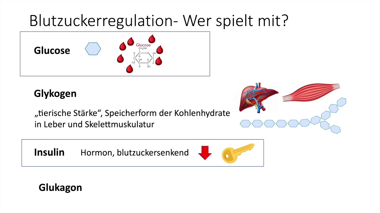 Lernvideo Blutzucker-Regulation 1