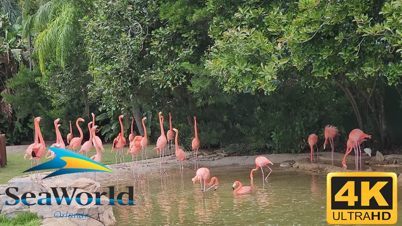 Flamingo Exhibit in 4K SeaWorld Orlando: Vibrant Colors