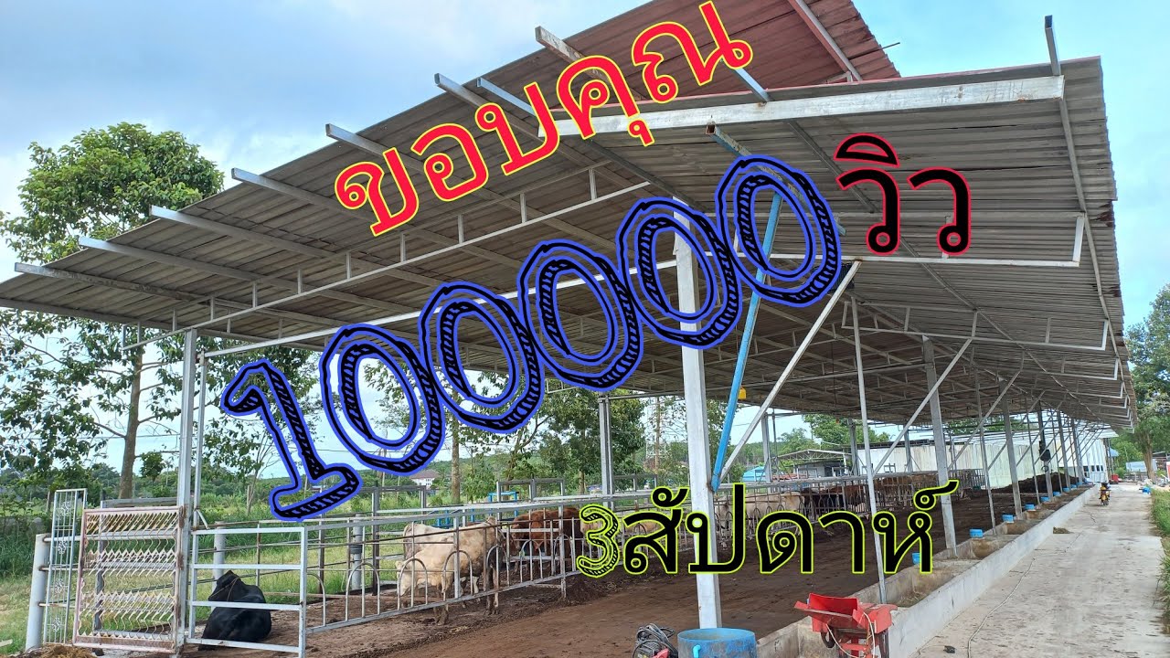 มือใหม่ แต่แนวคิดและการจัดการไม่ธรรมดา คอก น้ำ อาหาร สมบูณร์แบบ(เสี่ยใหญ่0658533366) #พูดจาภาษาวัว