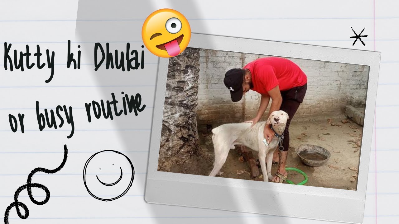 Kuty ki dhulae || Or busy routine#lalamusa #zohaibpendu #viral #pindanwaly