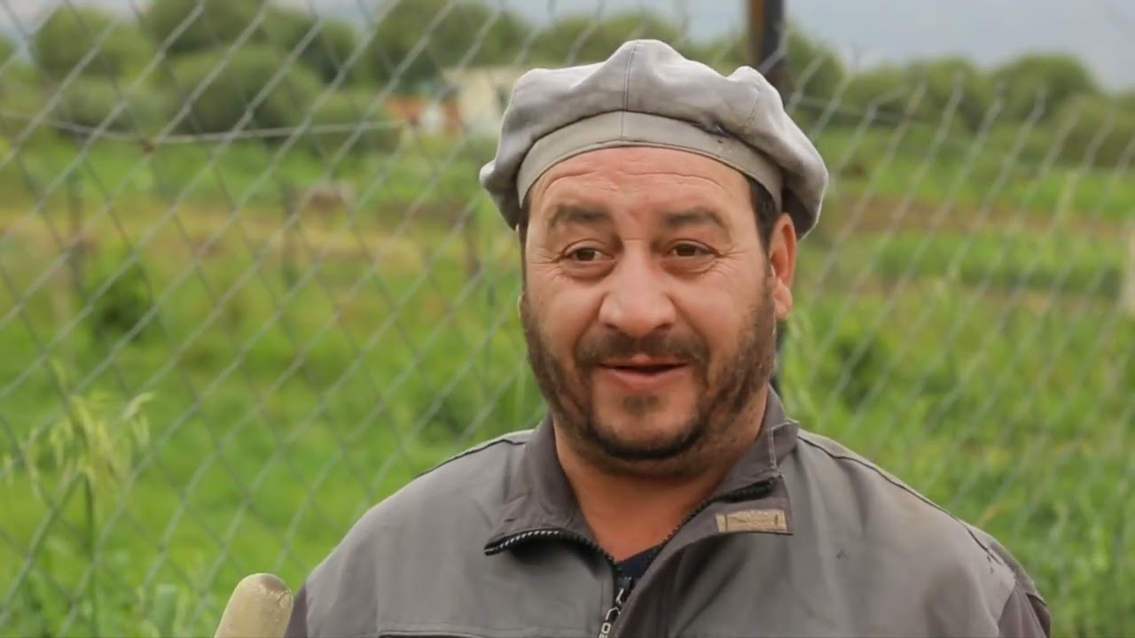 Krimo Arab. 