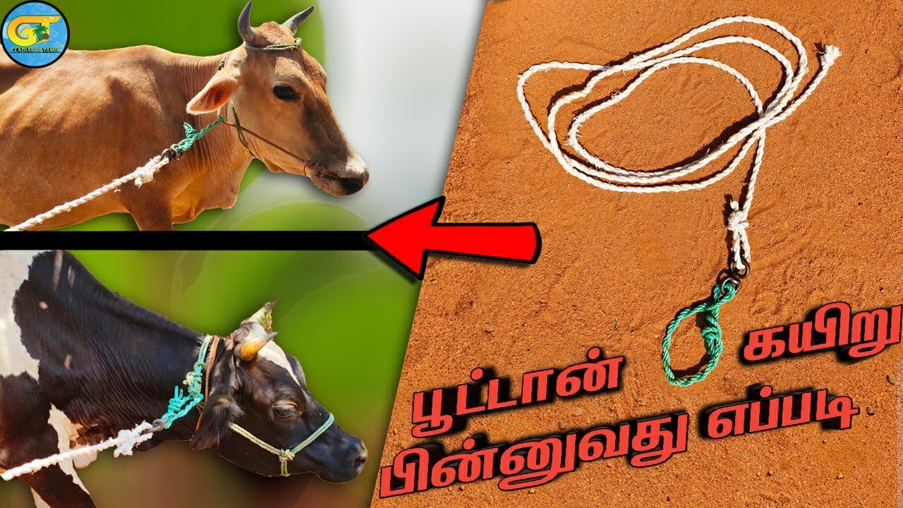 பூட்டான் கயிறு பின்னுவது எப்படி?|cow rope making