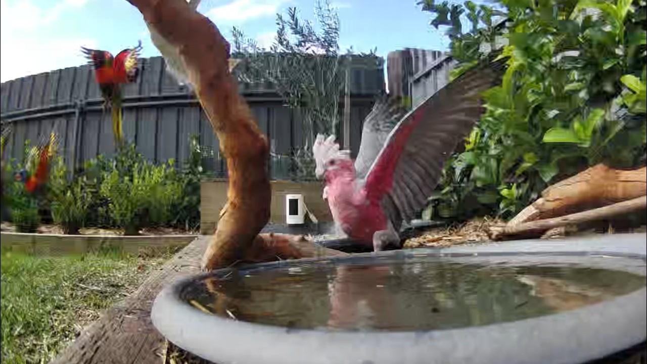 Australian Bird Bath Cam | 9/3/26 | crazy lorikeets | galah | peewees | cat tv bird bath action