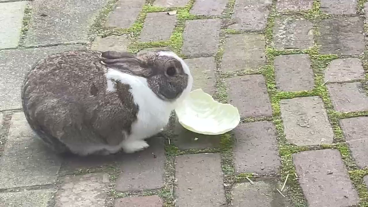 Look please look
