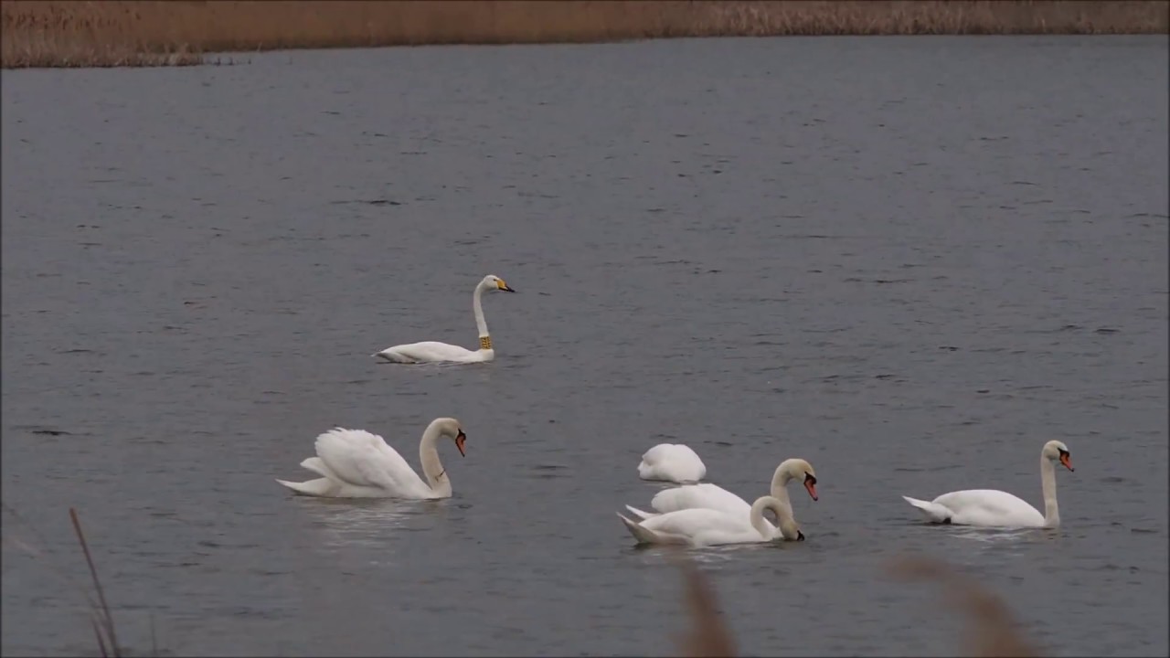 Łabędź krzykliwy (Cygnus cygnus) Whooper swan