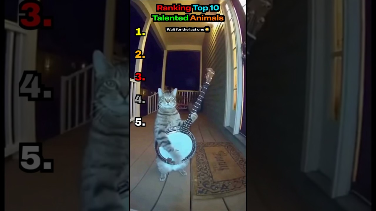 🔥RANKING TOP 5 TALENTED ANIMALS🔥