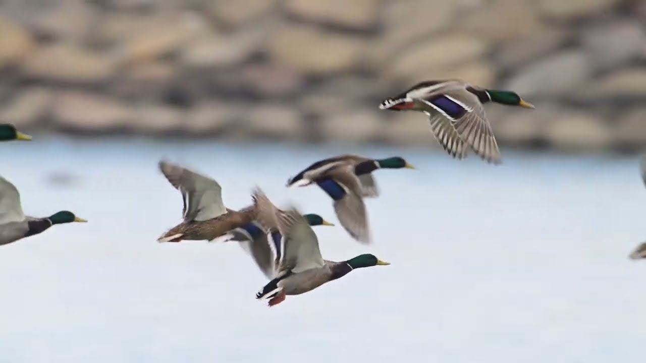 Mallard ( 청둥오리 )