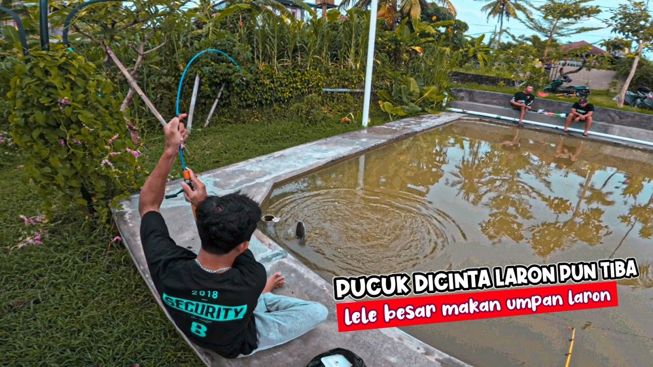 LARON UMPANNYA‼️Aku Ikut Lomba Mancing Galatama Lele Pakai Umpan Laron - BISA JUGA BOY