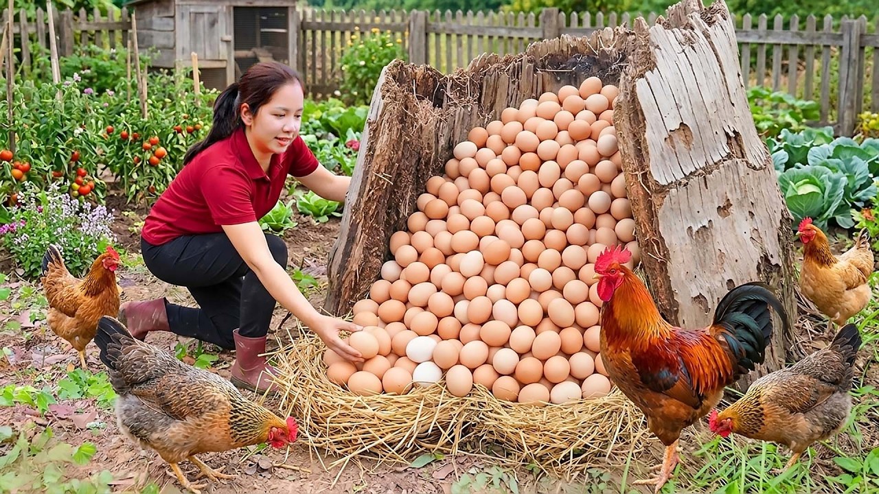 [REWIND TIMELAPSE] Harvesting Chicken Eggs from large straw nest, Go to market sell - Duck Farming