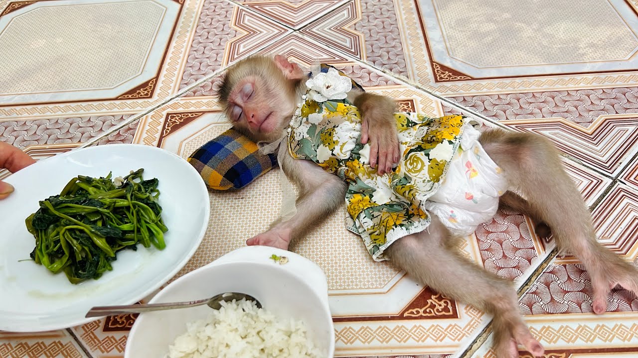 Baby monkey Tina fell asleep while waiting for her mother to prepare dinner.