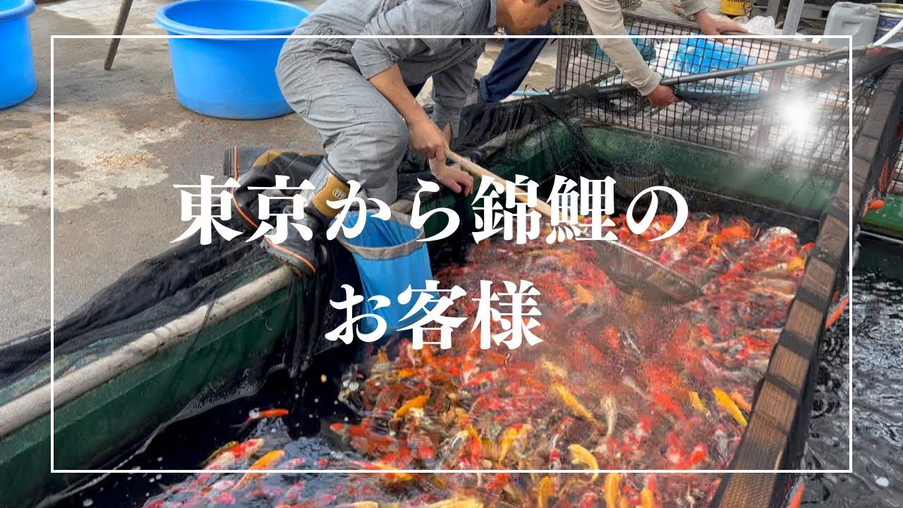 東京から錦鯉目当てに来店#泳ぐ宝石錦鯉