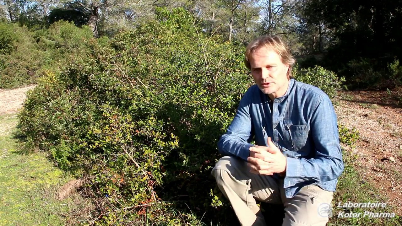 Plante médicinale : Myrte commun (Myrtus communis)