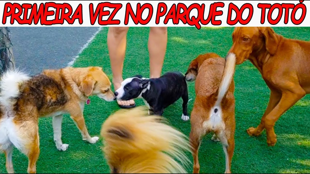 PRIMEIRA VEZ NO PARQUE DO TOTÓ DO PICLES  - Pickle's First Time at DOG PARK! Staff Vlog