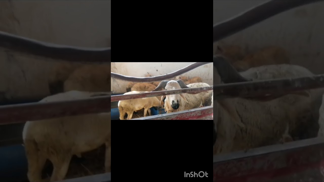 vlog جولة خفيفة في station الكدية نواحي تارودانت